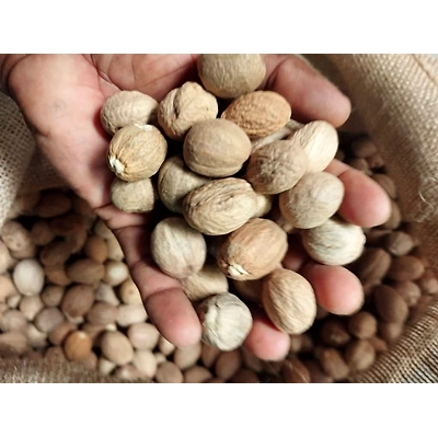 Nutmeg-2