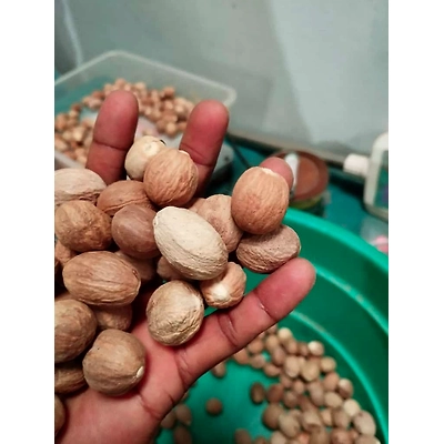 Nutmeg-1