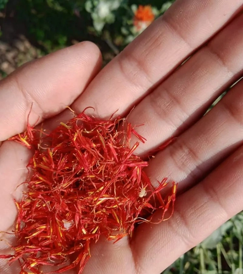 Kashmir Saffron-5