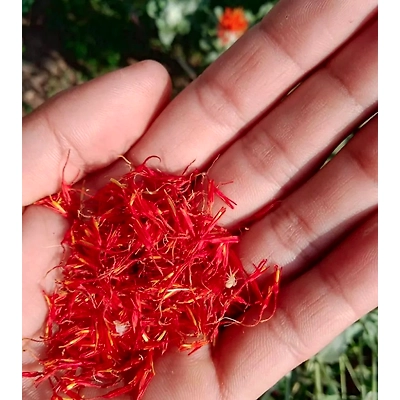 Kashmir Saffron-4