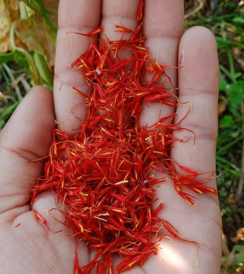 Kashmir Saffron-4