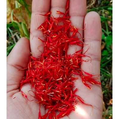 Kashmir Saffron-7