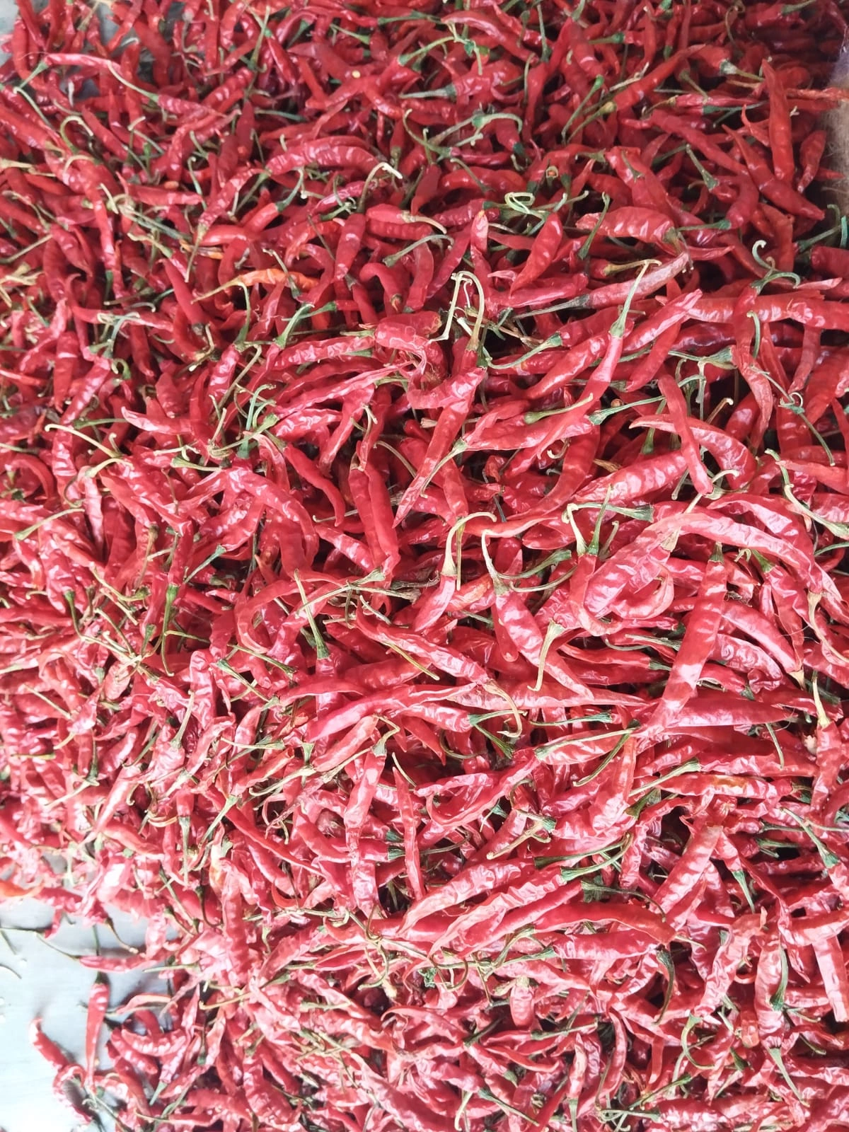 Dried Red Chilly-4