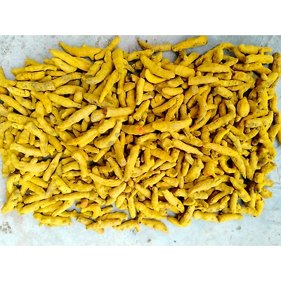 Turmeric Finger-4