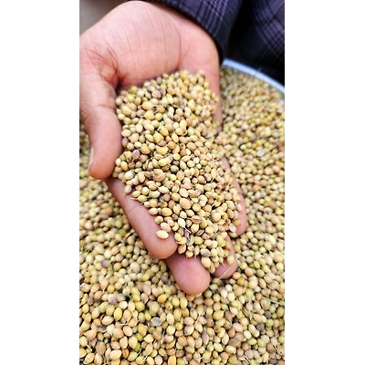 Coriander Seeds-1