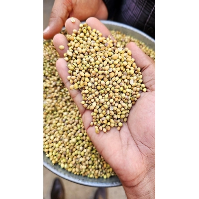 Coriander Seeds-2