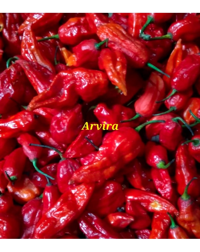 KING CHILLY/GHOST PEPPER-12098702