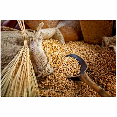 wheat