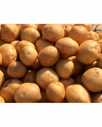 FRESH POTATOES-11892648