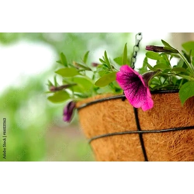 Kala Sanskruti Coir Prodcuts Private Limited Coir Hanging Basket 8 Inch