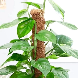 Kala Sanskruti Coir Prodcuts Private Limited Coco Poles 2 Feet