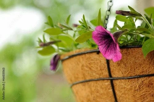 Coir Hanging Basket 12 Inch-Ka1047