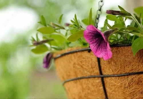 Coir Hanging Basket 14 Inch-Ka1049