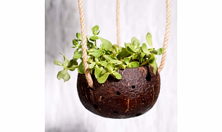 COCONUT INDOOR PLANTER