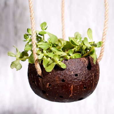 kala sanskruti coir products pvt.ltd. coconut indoor planter