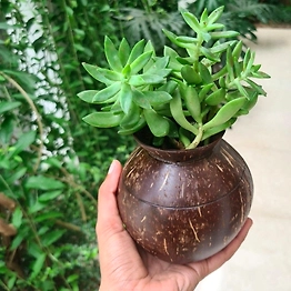 Kala Sanskruti Coir Products Pvt.Ltd. POT SHAPE INDOOR PLANTER