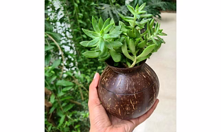 POT SHAPE INDOOR PLANTER