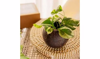 COCONUT SHELL INDOOR PLANTER (3 LINES)