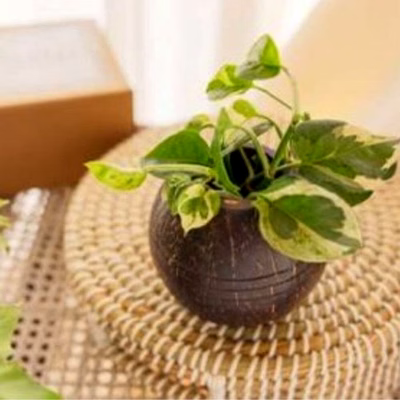 kala sanskruti coir products pvt.ltd. coconut shell indoor planter (3 lines)
