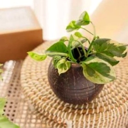 Kala Sanskruti Coir Products Pvt.Ltd. COCONUT HANGING PLANTER
