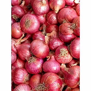 Onion