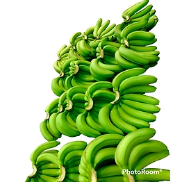 Cavendish Banana Cavendis Banana