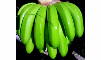 Cavendis Banana