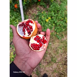 fresh a grade pomegranate a grade pomegranate