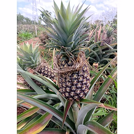 fresh pineapple