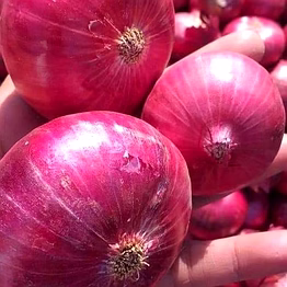 fresh red onion red fresh onion