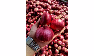 Red Fresh Onion