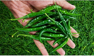 G4 Green Chilli
