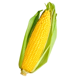 Maize