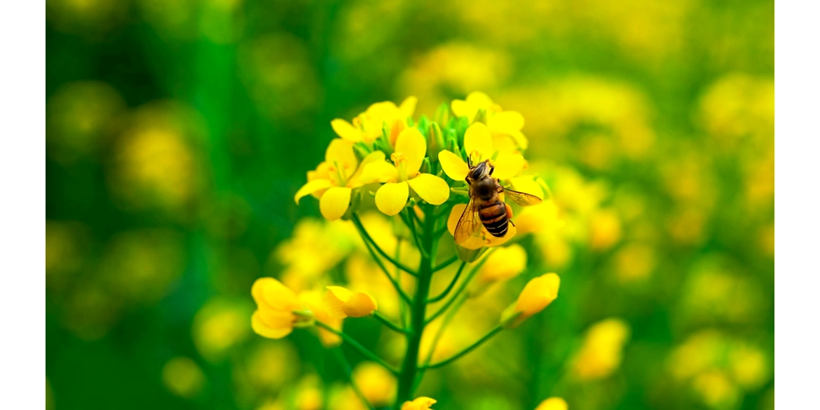Interesting Facts to Know about Honey