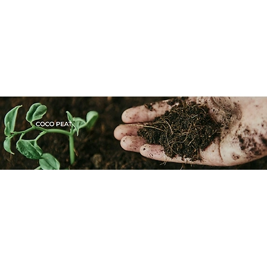 coir pith-11942400