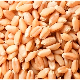 Wheat