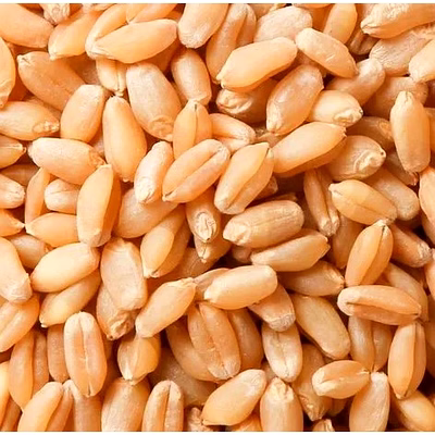 wheat