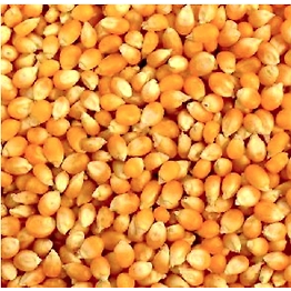 Yellow-Maize