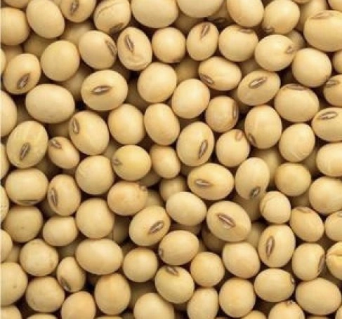 Soya Bean-4