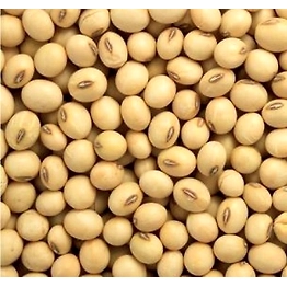 Soya Bean