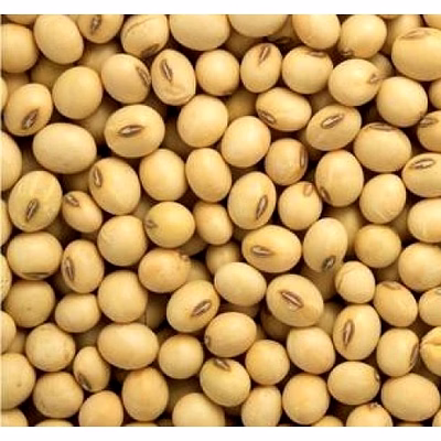 soya bean