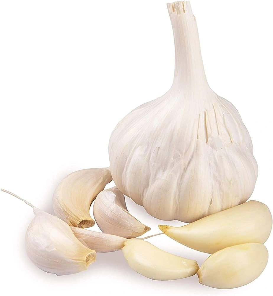 Garlic-Aru1002