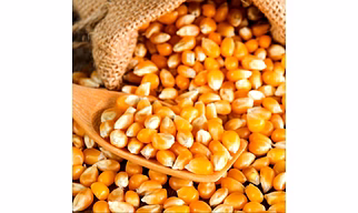 Yellow-Maize
