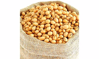 Soya Bean