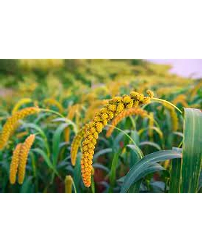 Millets-1
