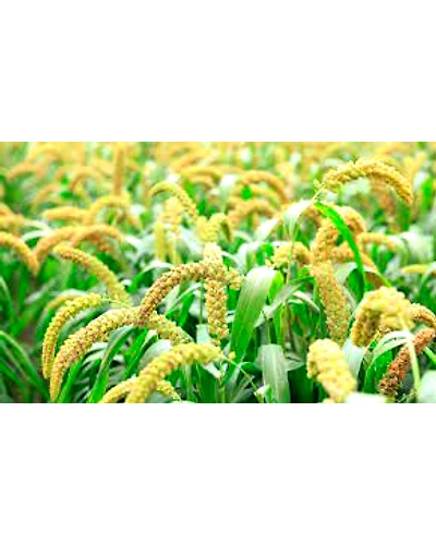 Millets-3