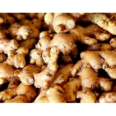 ODISHA KORAPUT GINGER-3