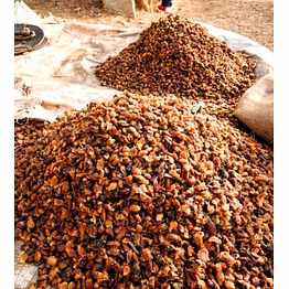 dalai impex madhuca longifolia