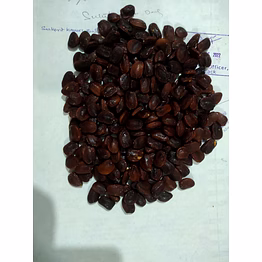 organic nop tamarind seeds