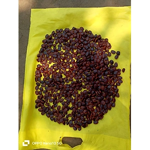 SEEDLESS ORGANIC TAMARIND